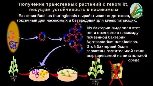 Последовательность этапов получения генномодифицированных бактерий. Схема получения трансгенного растения.