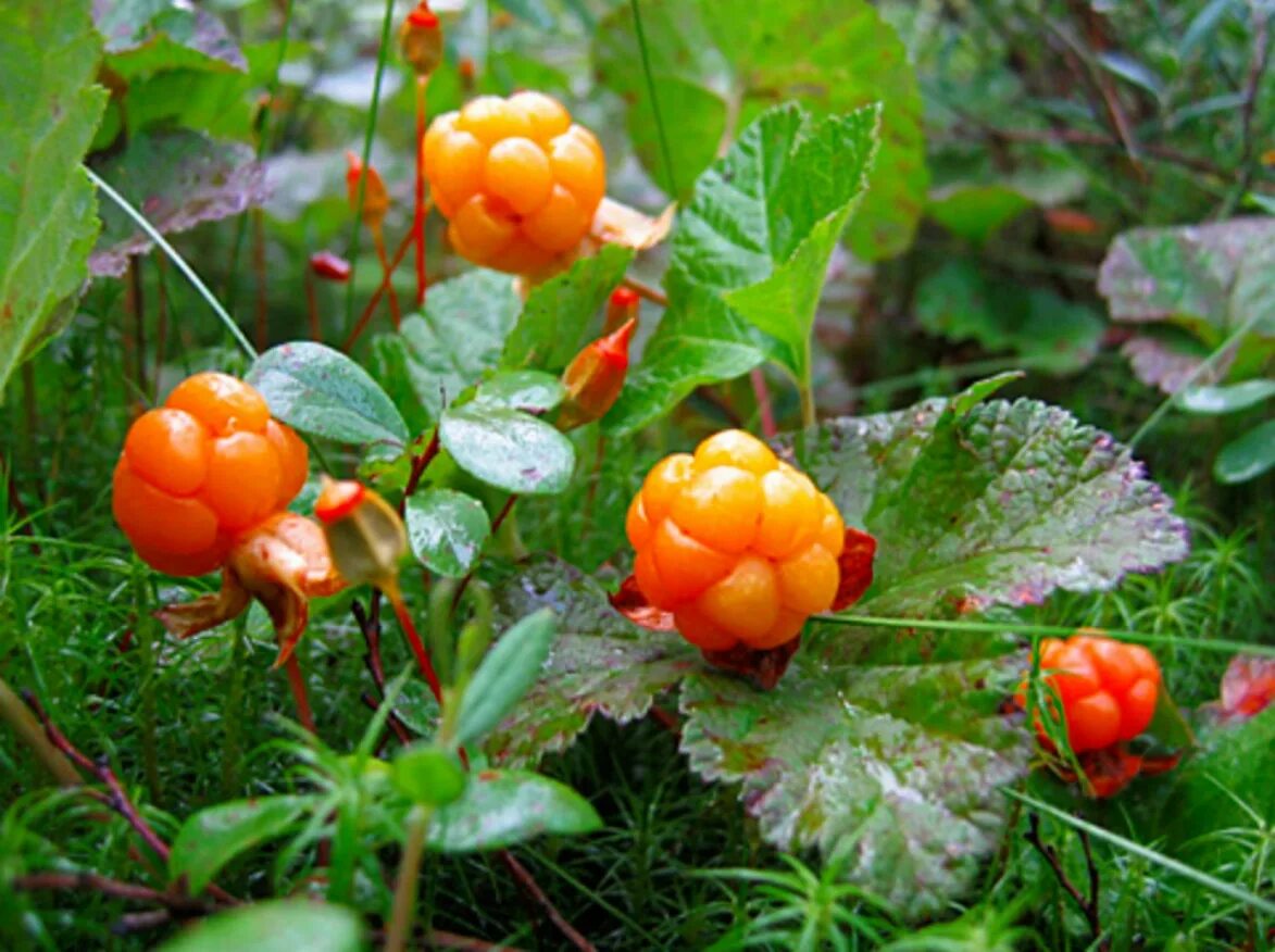 Cloudberry. Морошка Болотная. Растения тундры Морошка. Морошка Арктическая. Северная ягода Морошка.