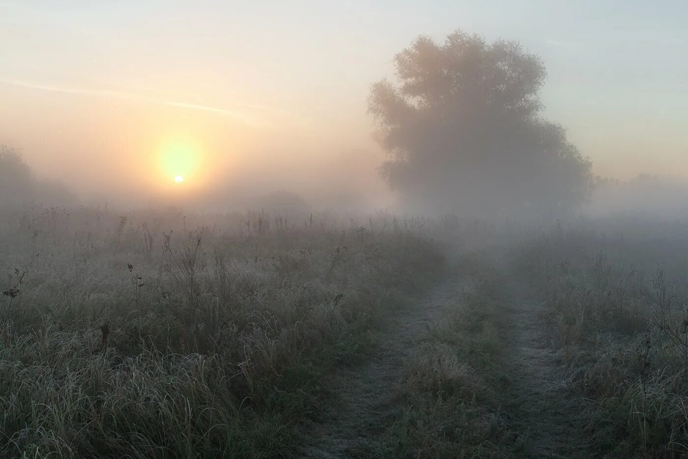 Туманное утро Фет. Тюмень Яр туманное утро. Утренний туман коборбинский. Утро туман.
