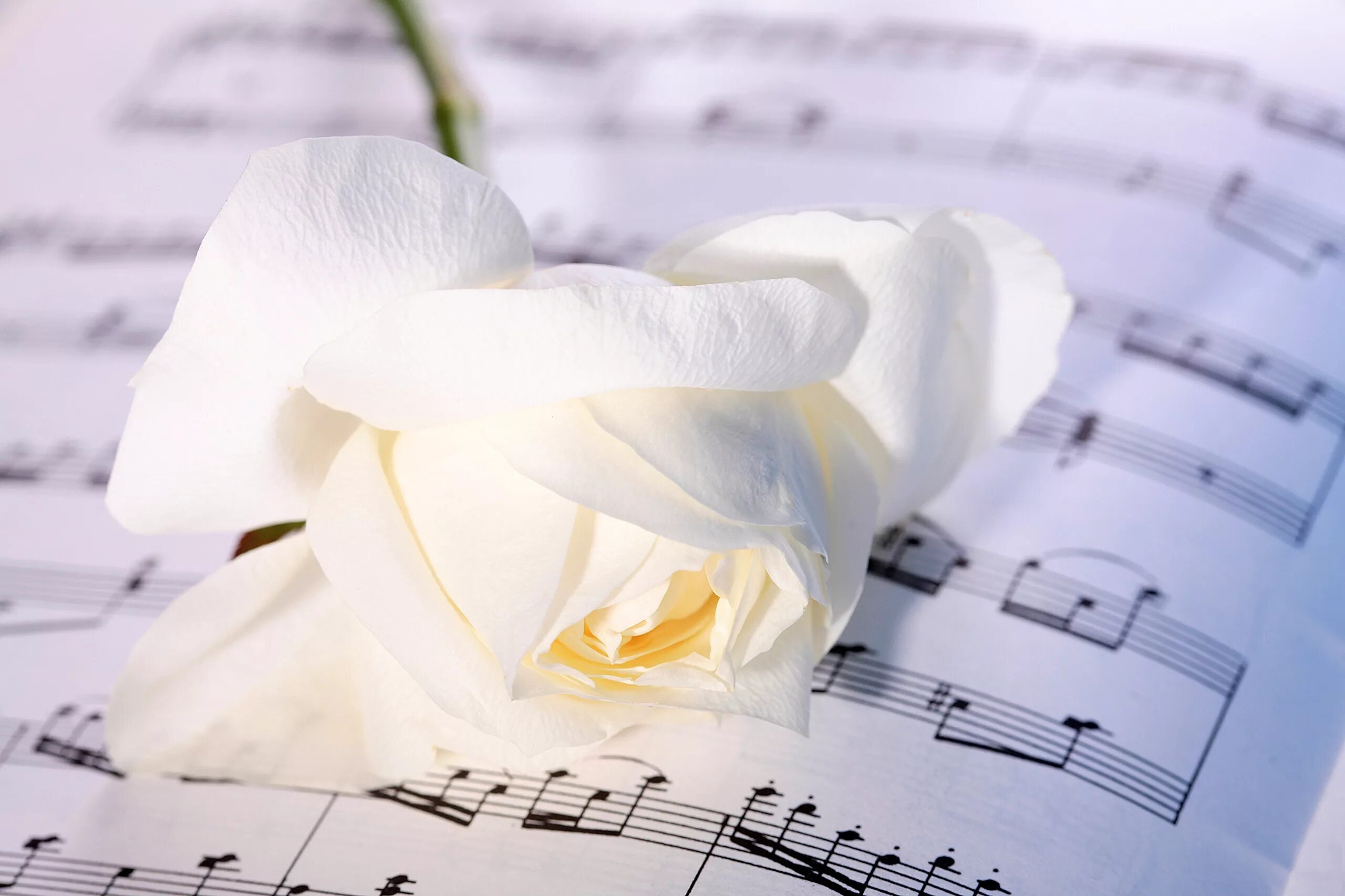 Белые розы. Ноты и цветы. Красивый фон с нотами и цветами. Ноты фон. Белые розы любви песня
