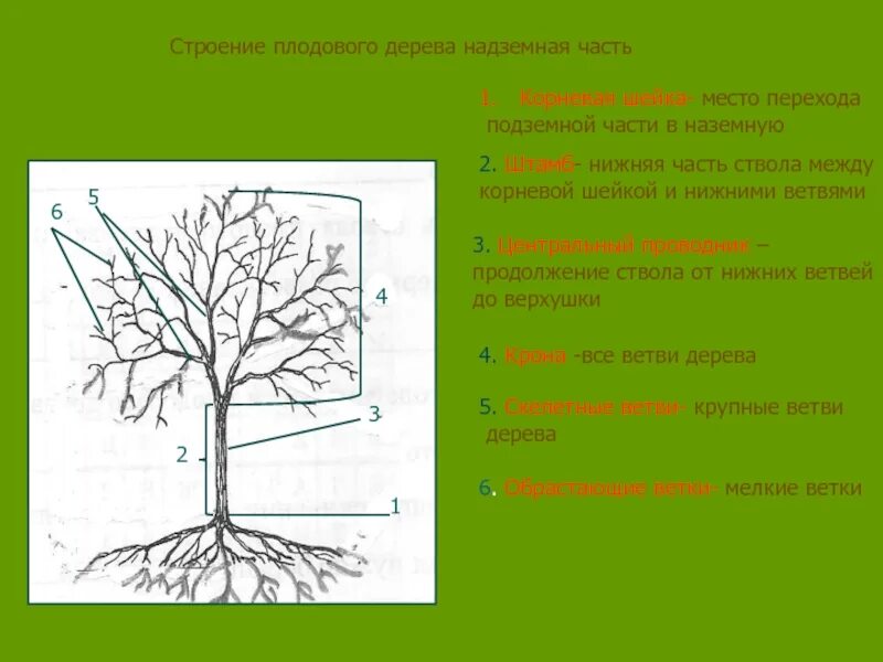 Какие функции выполняет ствол. Строение плодового дерева штамб. Строение надземной системы плодового дерева. Морфологическое строение дерева.. Строение подземной части плодового дерева.