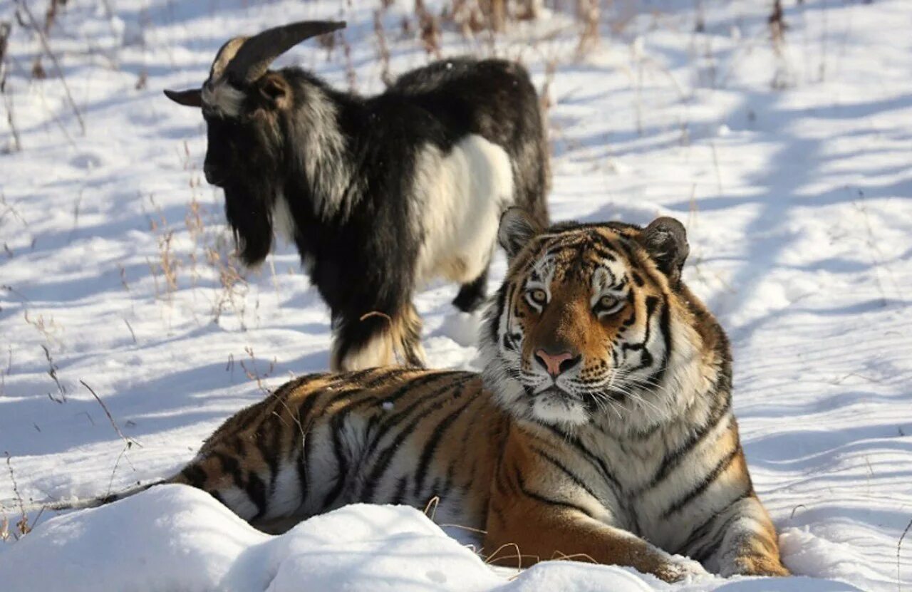 Тигр мужчина коза. Дружба тигра Амура и козла Тимура.