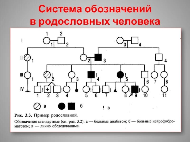 Обозначения в родословной. Генеалогический метод условные обозначения. генетические обозначения в родословной. графическое изображение родословной. обозначения в родословной генетика.