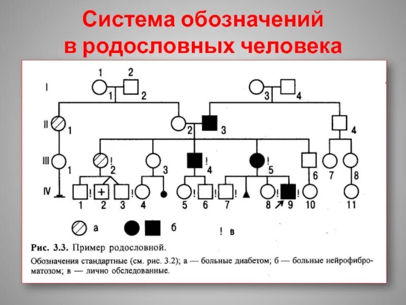 Условные обозначения в генеалогическом древе