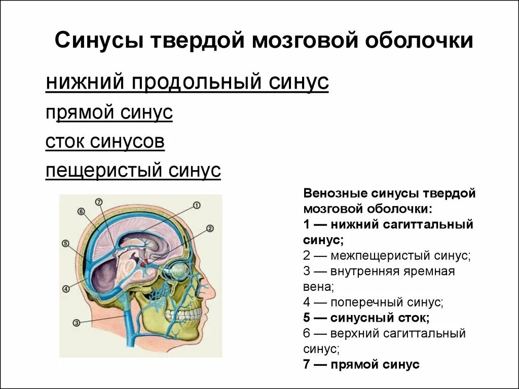 Сток синусов