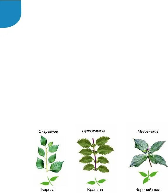 Простые и сложные листья. Жилкование листа шиповника. Лист шиповника простой или сложный. Жилкование листа земляники. Жилкование листа шиповника.