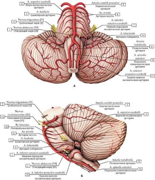 Кровоснабжение мозжечка схема. Артерии мозжечка анатомия. Задняя мозговая и верхняя мозжечковая артерии. Кровоснабжение ствола головного мозга. Мозговые артерии латынь
