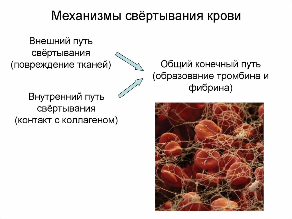 Изменение свертывания крови. Механизм свертывания крови. Внешний путь свертывания. Каков механизм свертывания крови. Факторы и механизмы свертывания крови.