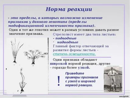 Изменчивость виды и норма реакции