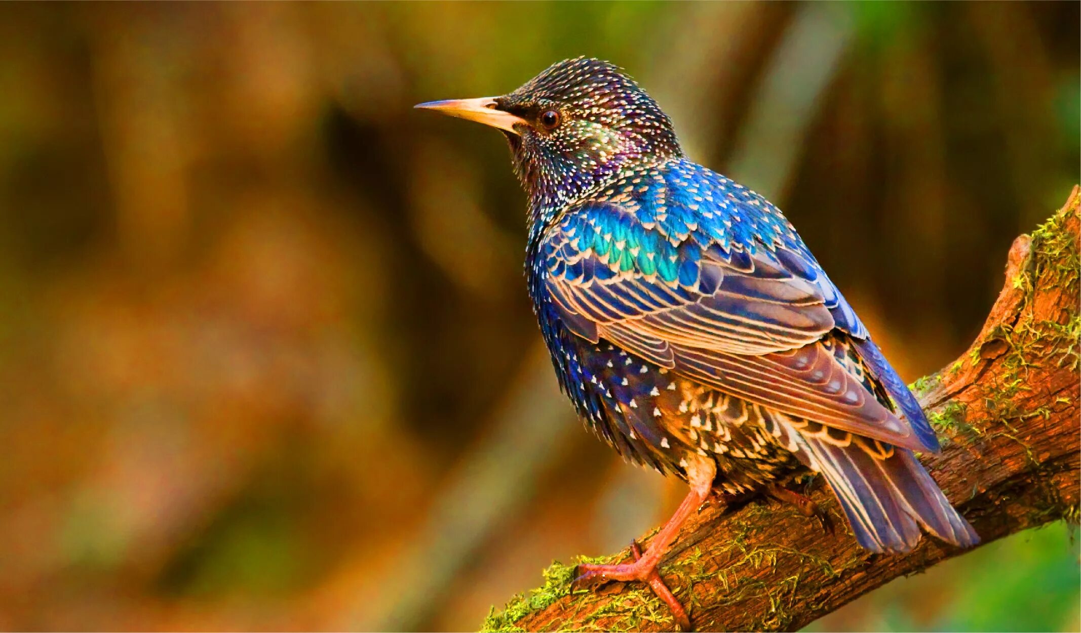 Обыкновенный скворец (Sturnus vulgaris). Шпак скворец. Обыкновенный скворец Шпак. Желтогрудый скворец. Что такое скворец