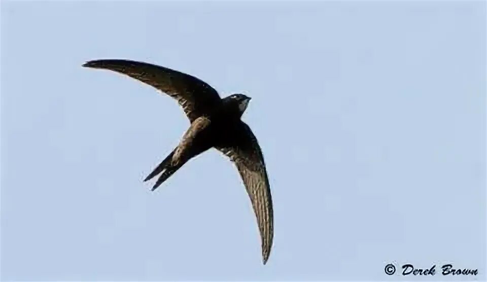 Стриж трясется. Черный стриж омск. птица черный стриж фото. swift bird. черный стриж картинка для детей на прозрачном фоне.
