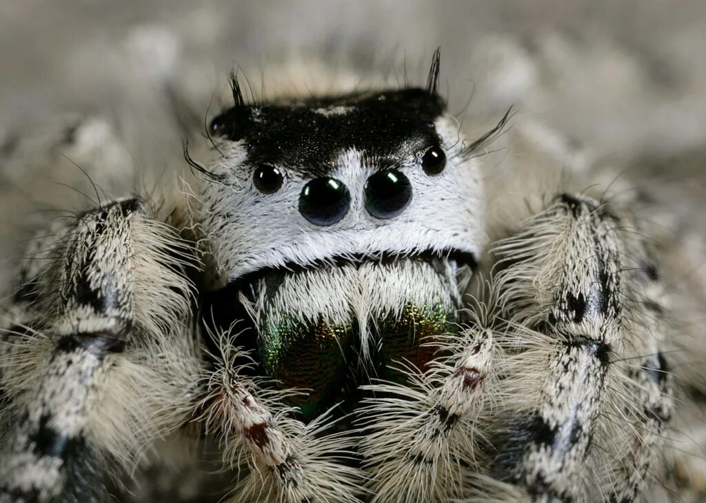 Phidippus Audax (паук-скакун). Phidippus mystaceus. Beautiful Spider. Cute Spider.