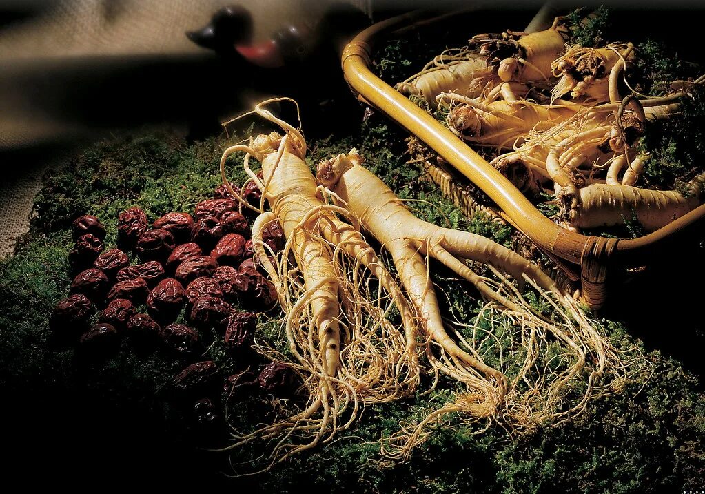 Женьшень panax. Panax quinquefolius. Плантации женьшеня. Женьшень дальневосточный. Женьшень рисунок.