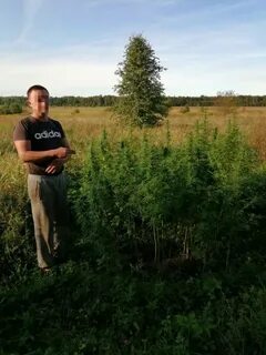 Типичный полесск