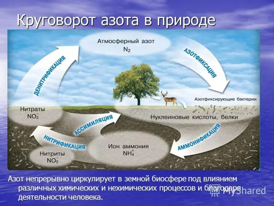 Круговорот воды и азота в биосфере. Круговорот азота и углерода в природе схема. Круговорот углерода в биосфере. Круговорот азота фосфора и кислорода.