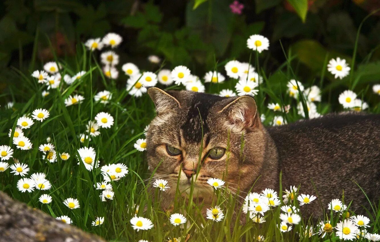 Котик летом