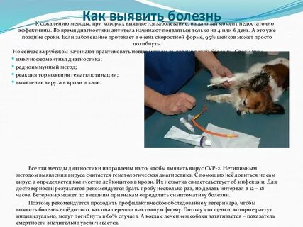 Энтерит у собак сколько длится