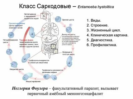 Способ заражения амебы