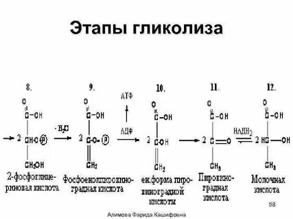 Этапы гликолиза