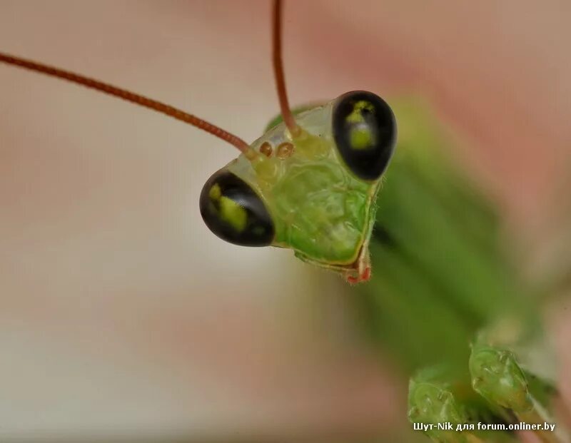 Ischnomantis Gigas богомол. Глаза богомола. Богомол пришелец. Богомол с черными глазами. Глаза богомолов