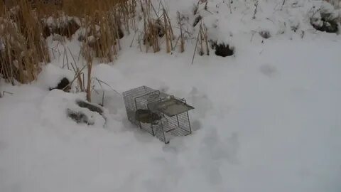 Как поймать зайца