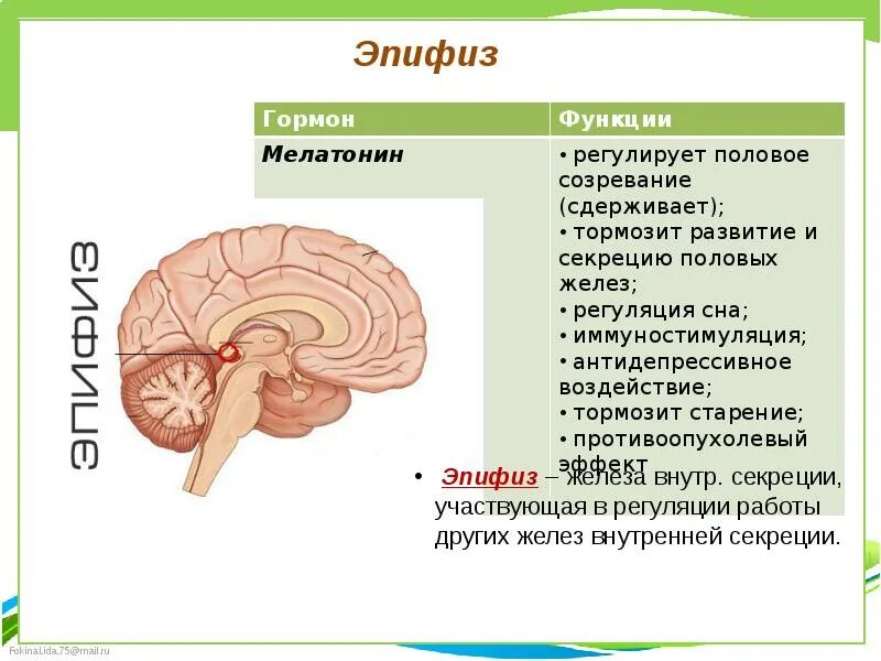 Пинеальная железа это. Строение головного мозга эпифиз. Эпифиз шишковидное тело гормоны. Структура головного мозга, эпифиз. Функция эпифиза в головном мозге.