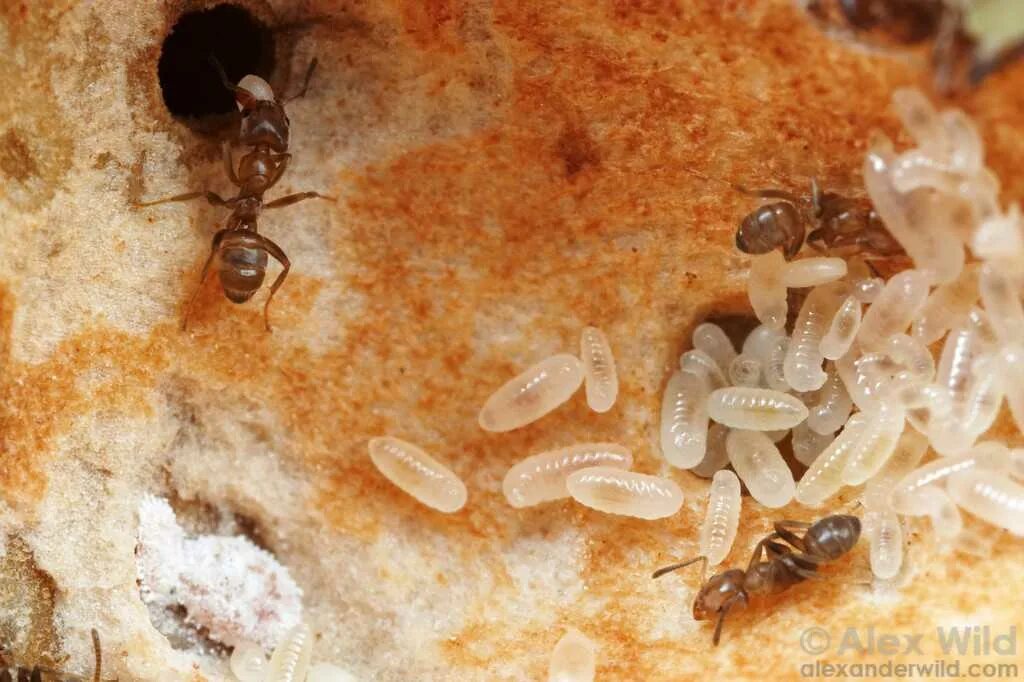 Коконы лазиус нигер. Матка куколка муравьёв жнецов. Личинки муравьев (муравьиные яйца). Муравьиные личинки. Messor structor личинки.