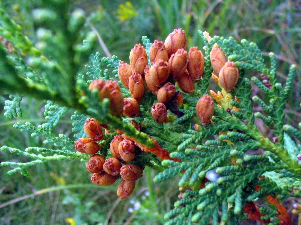 Плоды хвойных растений. Туя occidentalis шишки. Туя Западная хвоинки. Хвойник Купрессус. Туя Кипарисовая шишки.