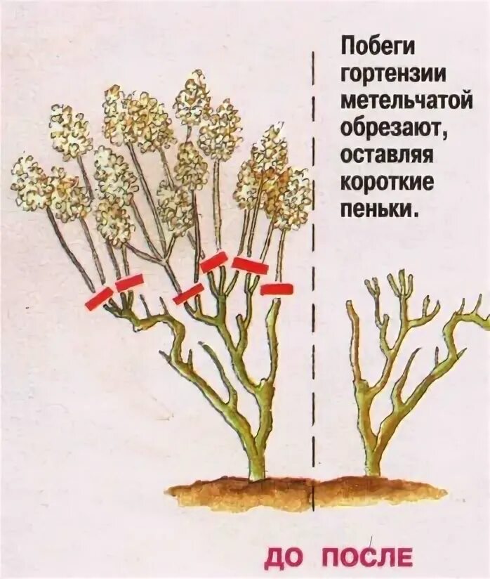 Как подрезать гортензию на зиму