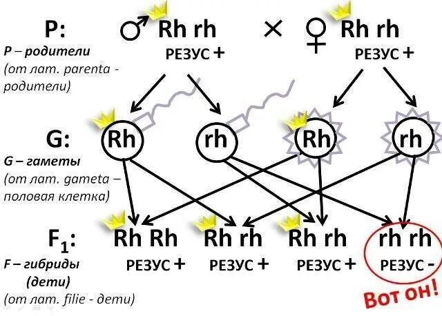 Муж положительный жена отрицательный беременность. Резус-фактор у родителей положительный у ребенка отрицательный. Ребенок с отрицательным резусом у положительных родителей. Резус отрицательный если у родителей положительный. Генотипы положительный отрицательный резус фактора.