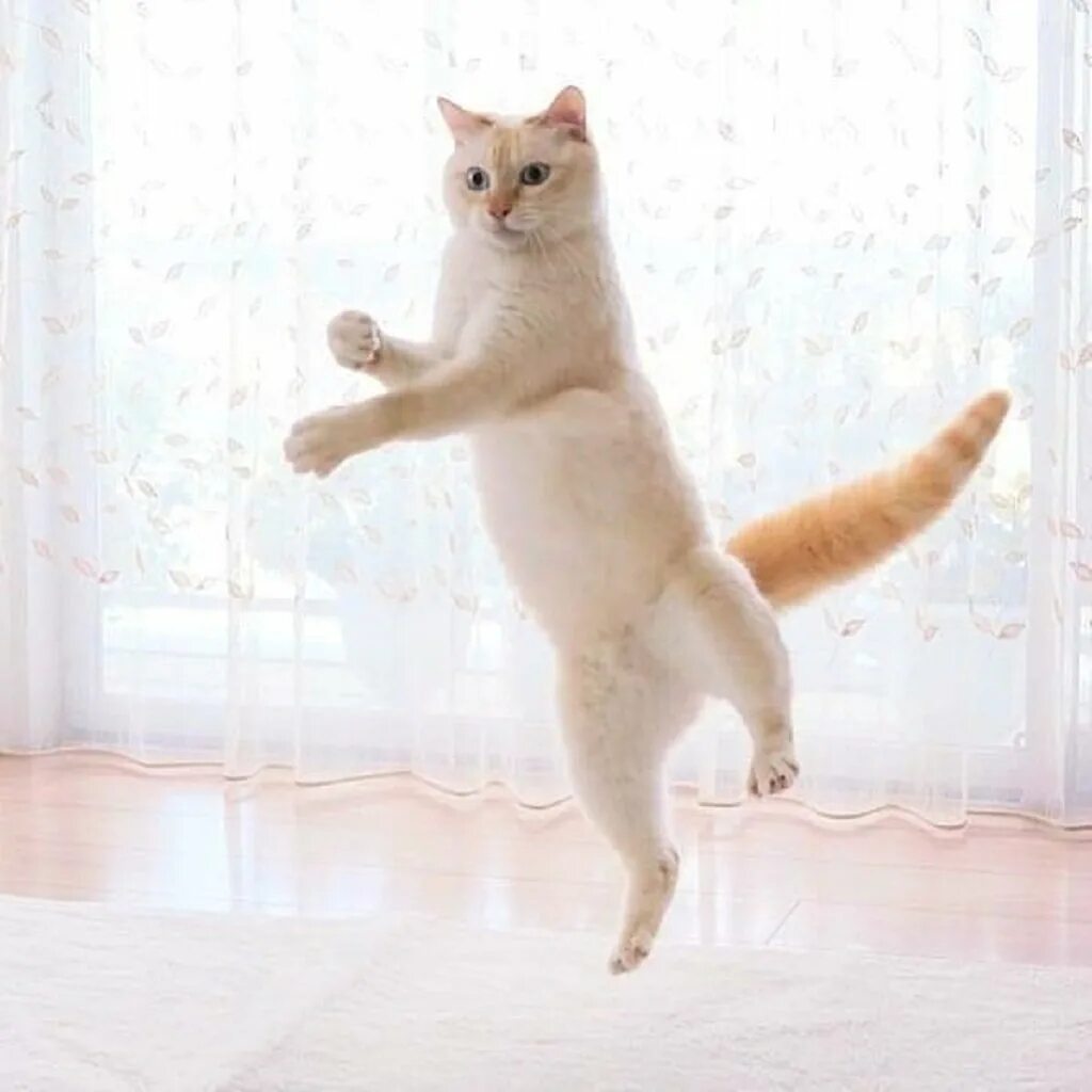 Что значит грация кошки