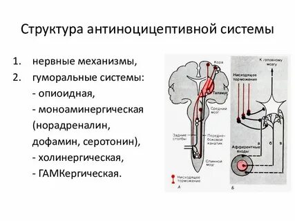 Физиология схема