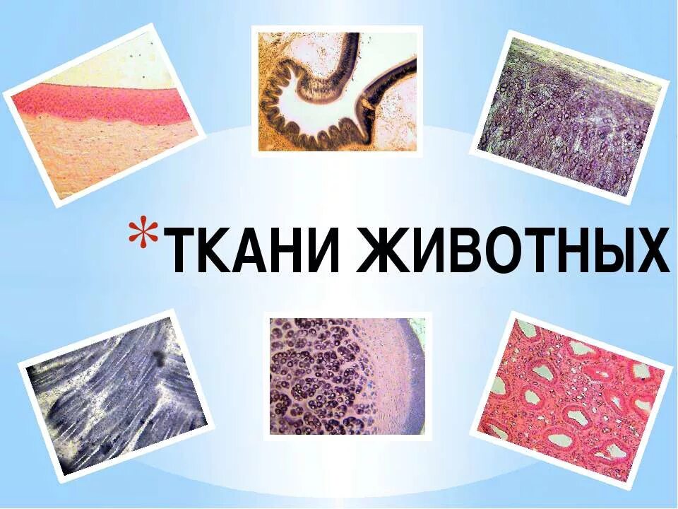 Ткани животных. Животные ткани. Ткани животных биология. Ткани многоклеточных животных. Укажите ткань животного