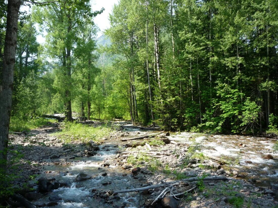 Погода кунерма. Пинежье Таежный ручей. ДПК осиновый ручей. Река Кунерма. Ручей Северобайкальск.