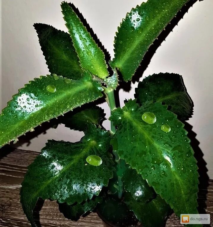 действие каланхоэ. действие каланхоэ. действие каланхоэ. каланхоэ остролистный. каланхоэ грин.