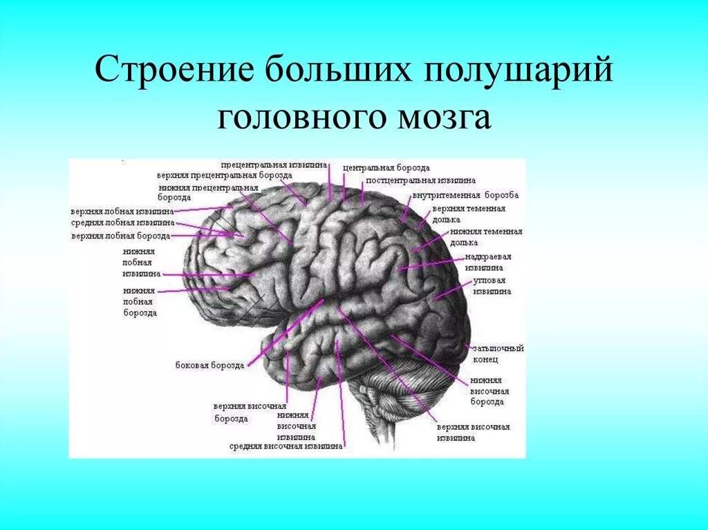 Характеристика коры головного мозга. Большие полушария головного мозга структура и функции. Большие полушария строение и функции. Большие полушария головного мозга строение коры.