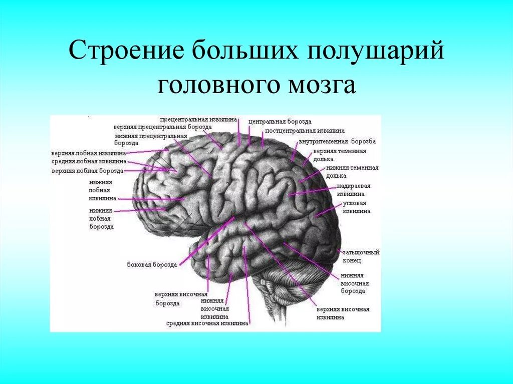 Какие отделы имеют полушария. Большие полушария головного мозга структура и функции. Большие полушария строение и функции. Большие полушария головного мозга строение коры.