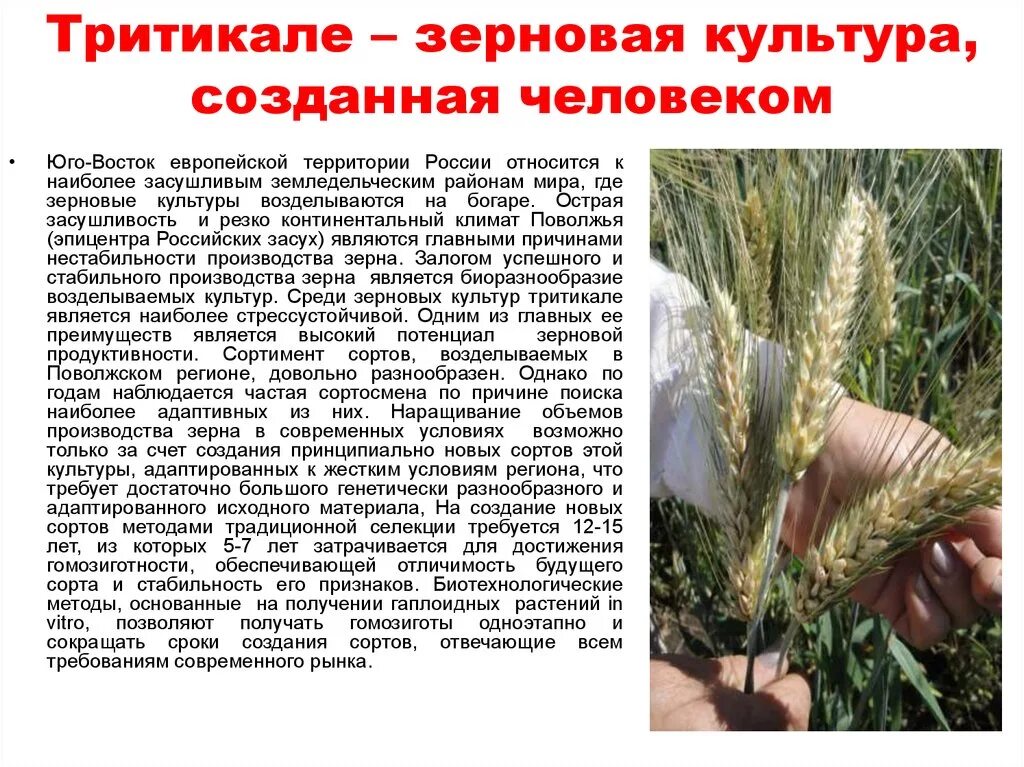 Характеристика зерновых культур. Просо пшено пшенная каша. Проект про зерновые культуры. Культурные растения пшеница. Характеристика зерновым культурам.