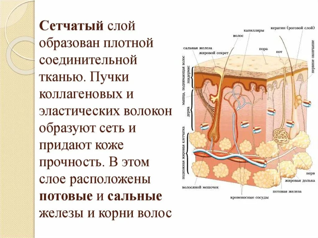 Строение кожи сетчатый слой. Сетчатый слой дермы кожи образован. Кожа наружный покровный орган. Структура кожи сетчатый слой.