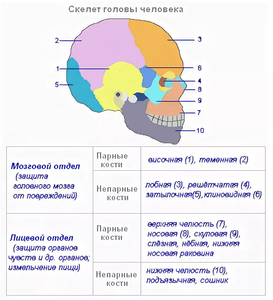 Скелет головы функции. Парные и непарные кости лицевого отдела черепа. Кости мозгового отдела черепа таблица. Непарные кости мозгового отдела черепа человека. Скелет головы мозговой отдел.