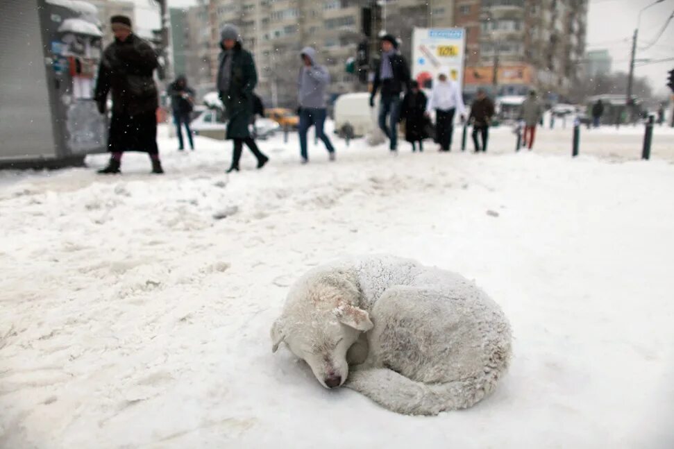 Собака замерзла в снегу. Собака зимой на улице. Мороз животные. Щенок замерзает в снегу. Замерзла в сугробе