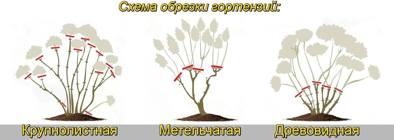 Обрезка метельчатой гортензии весной. Схема обрезки гортензии метельчатой весной. Обрезка гортензии метельчатой. Обрезка метельчатой гортензии осенью.