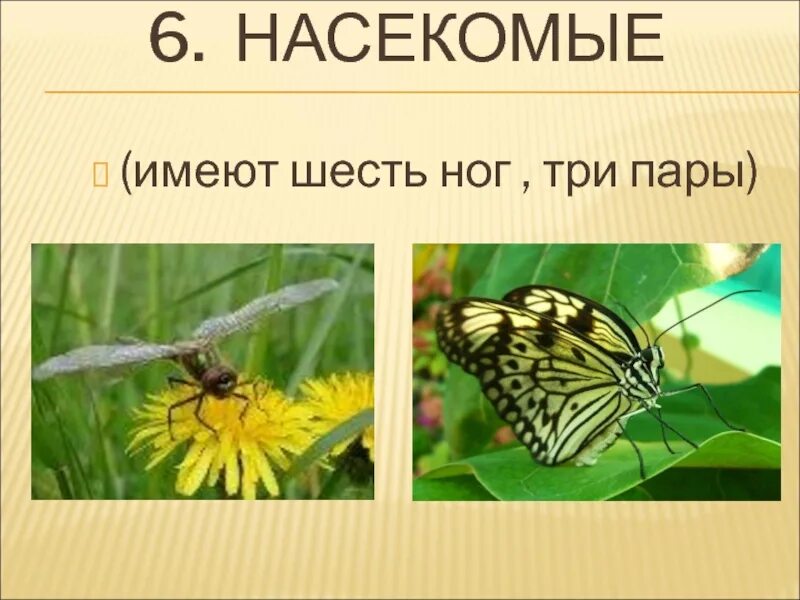 Насекомые имеют 3 отдела. Насекомые имеют. Насекомые имеют ног. Насекомые имеют пары. Шесть ног у насекомых.