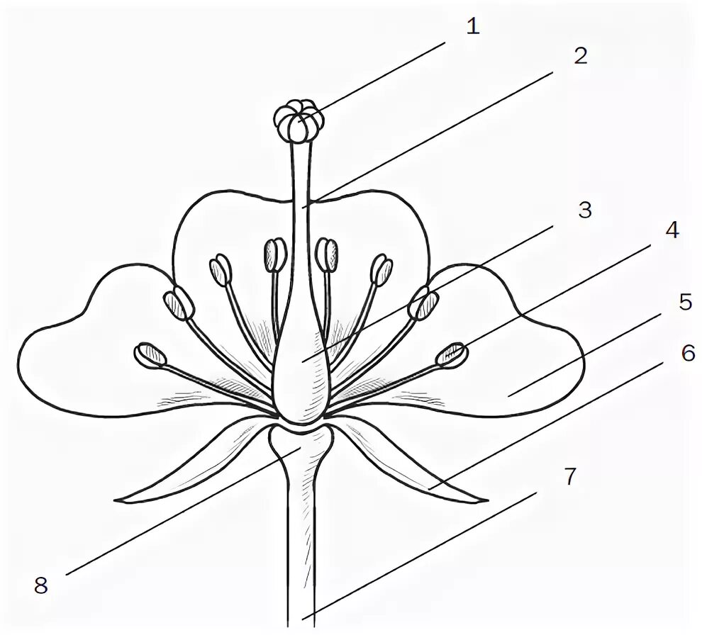 Чашелистики пестик тычинки венчик. Схема цветка биология 6 класс. Строение тычинки вишни. Части цветка схема биология 6 класс. Строение цветка подписать части цветка