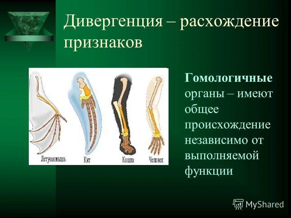 Дивергенция гомологичные и аналогичные. Дивергенция расхождение признаков. Гомологичные органы дивергенции. Гомологичные органы у насекомых. Гомологичные органы млекопитающих.