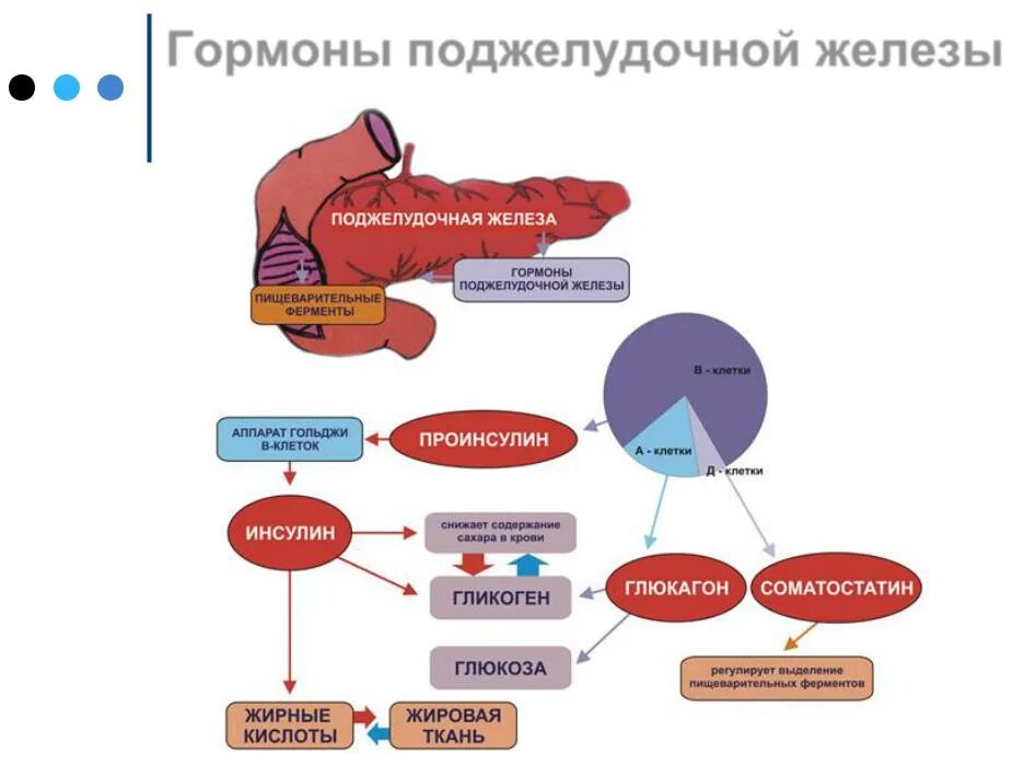 Поджелудочная железа синтез гликогена