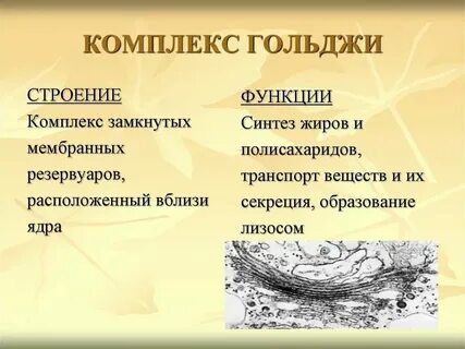 Комплекс гольджи можно распознать по наличию