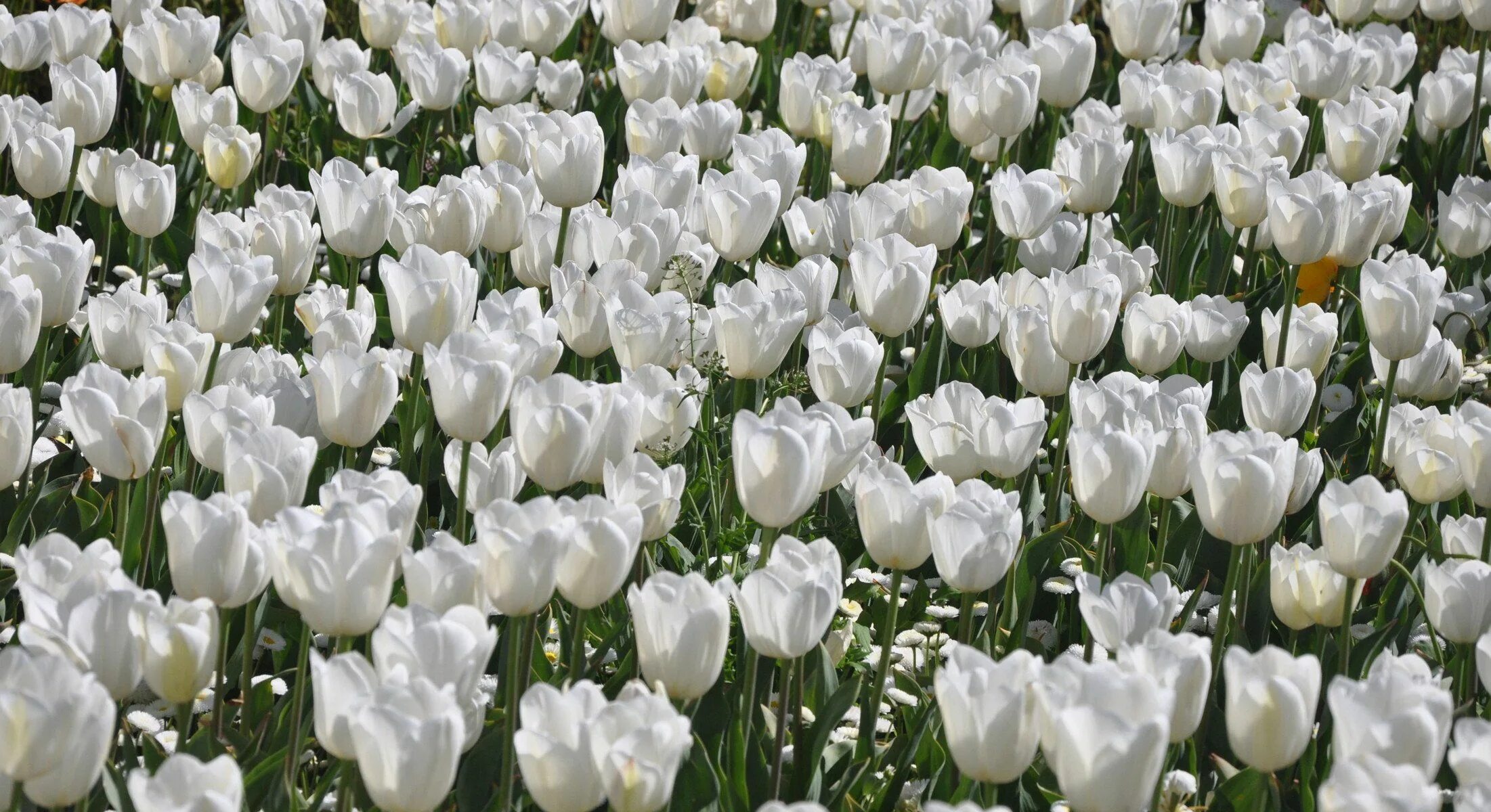 White tulip. Тюльпан уайт харт. тюльпан триумф вайт хевен. white valley тюльпан. тюльпан вайт флаг.