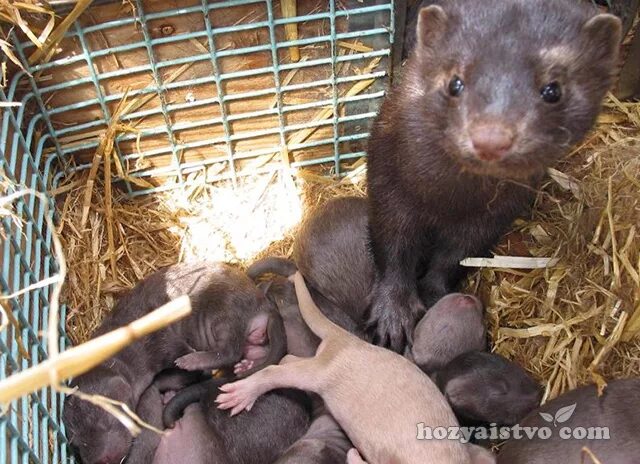 Выдра с детенышем. Европейская норка с детенышами. Ребенок норки. Выдра с детенышем. Ребенок норки.