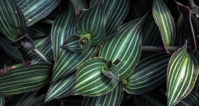 Традесканция каллизия изящная. Традесканция callisia elegans. Традесканция традесканция элеганс. Традесканция каллизия. Традесканция каллизия розовая.